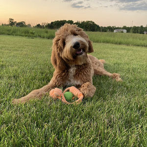 Meet your Posher, Caleb